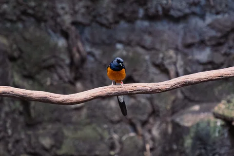 Un pájaro de pecho anaranjado está posado sobre una rama