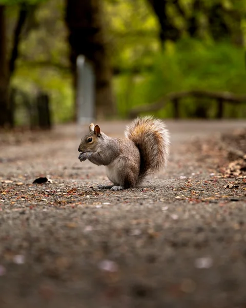 Una ardilla sobre un camino, con vegetación desenfocada al fondo